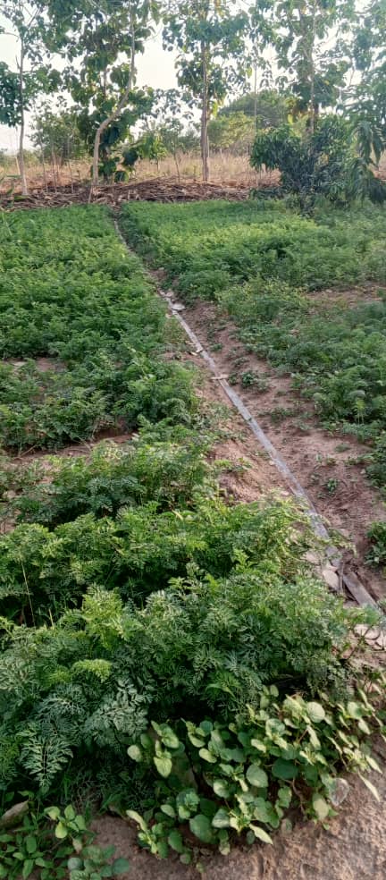 Album légume couverture