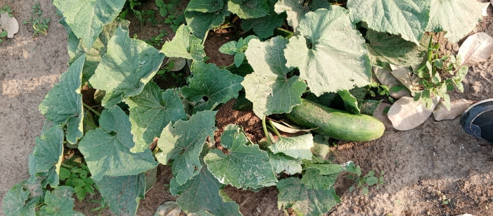 Image principale légume