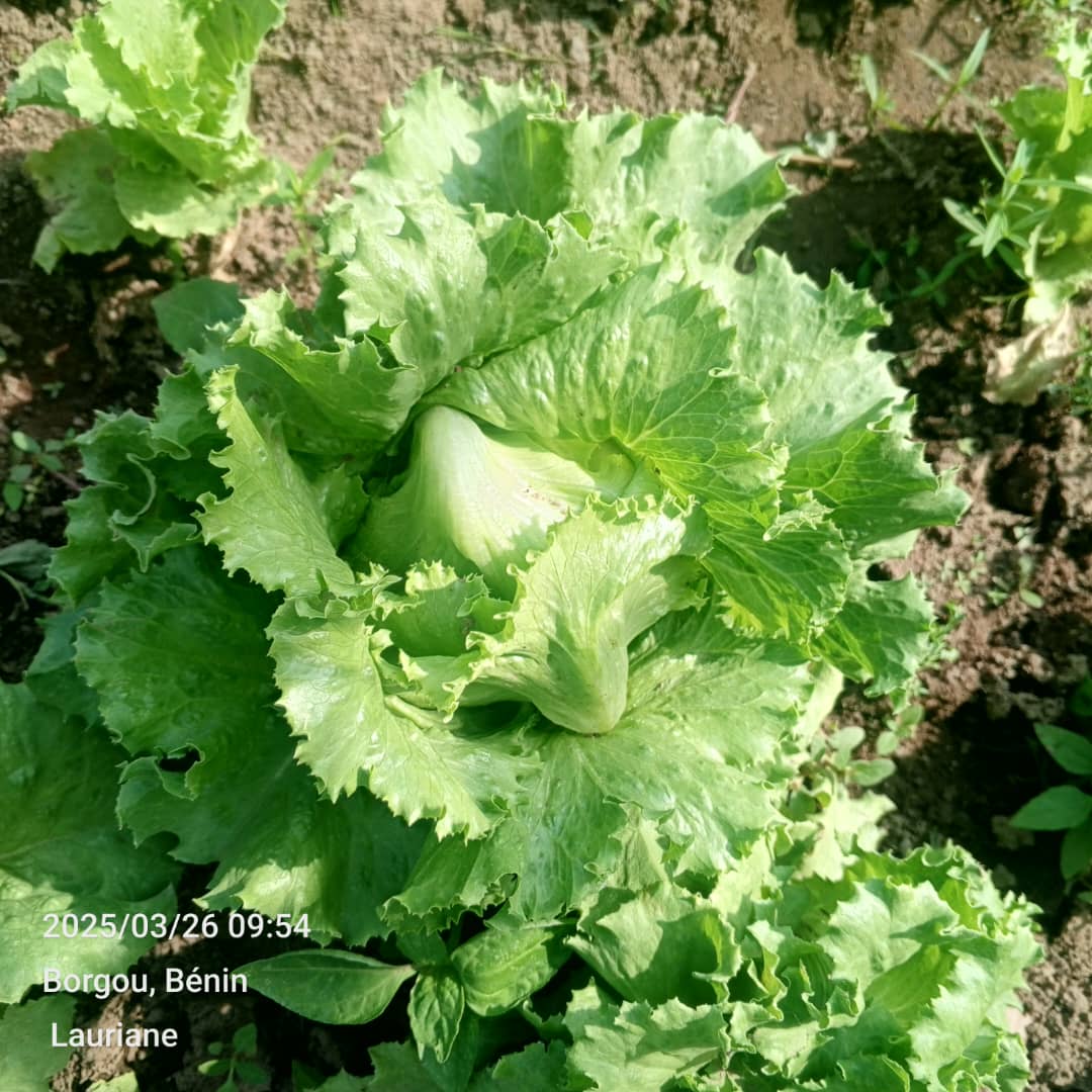 Culture de légumes bio